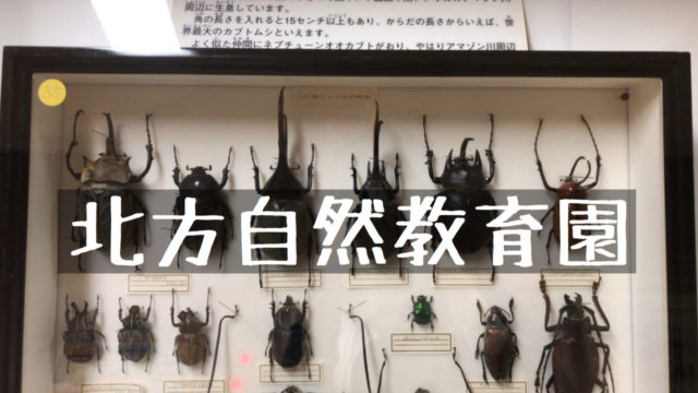北方自然教育園 は昆虫の標本がたくさん 虫が好きな子におススメの施設 北海道さんぽ